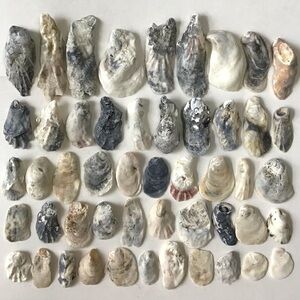 Seashells 50 Oyster Shells 1-1/2” to 4-1/2” For Arts, Crafts, Beach Decor